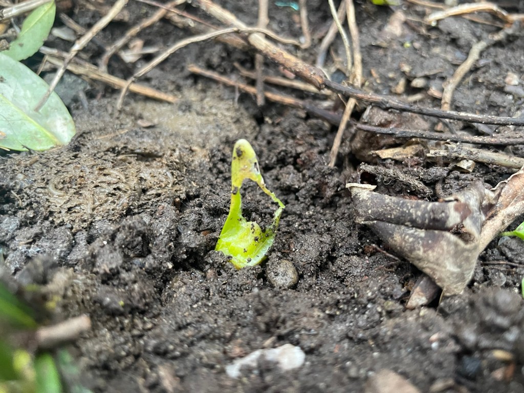 Very Early Signs of&nbsp;Spring