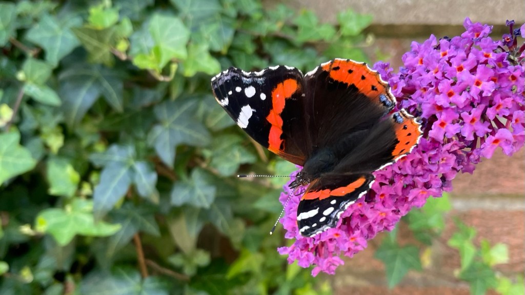 A Peek of the&nbsp;Patio