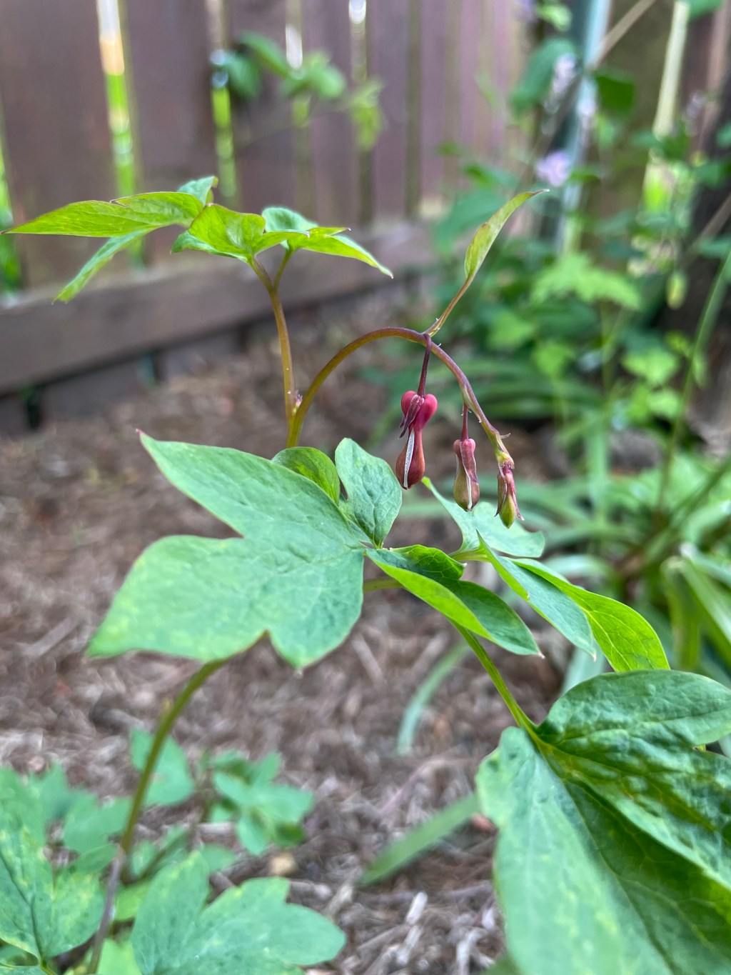 Last Garden Update in&nbsp;May