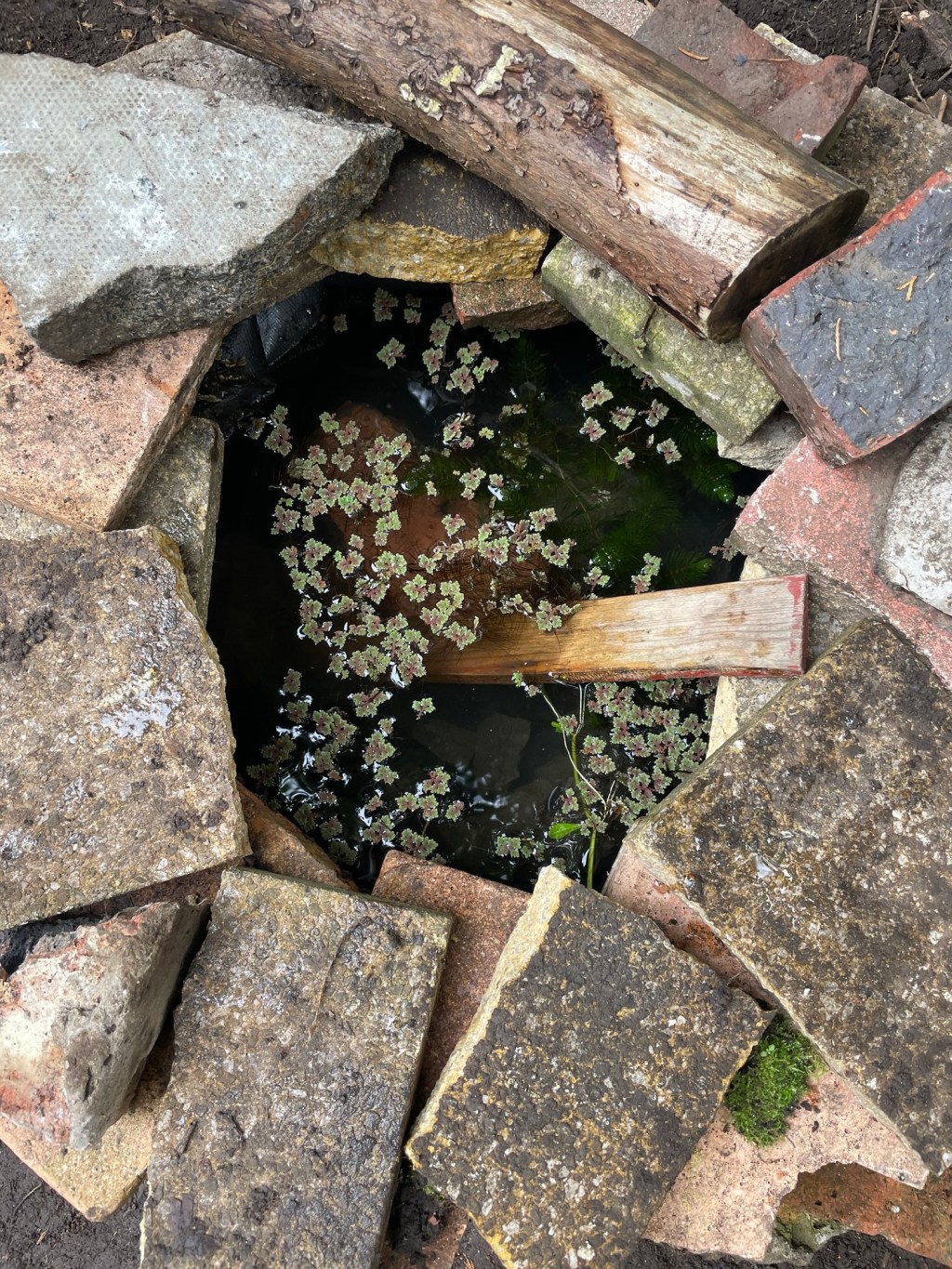 Mini Pond